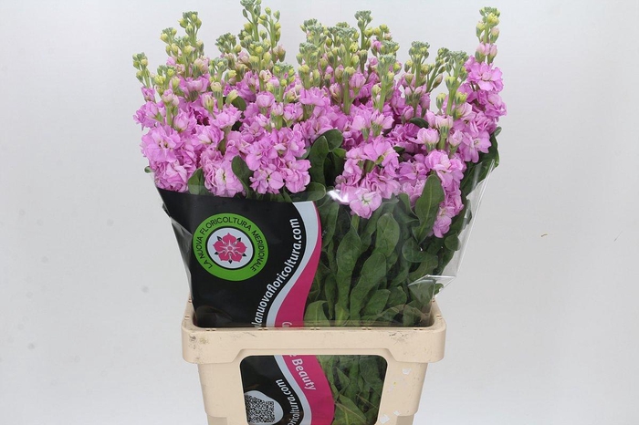 <h4>Matthiola Iron Pink</h4>
