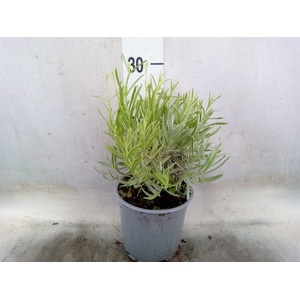 Lavandula angus.