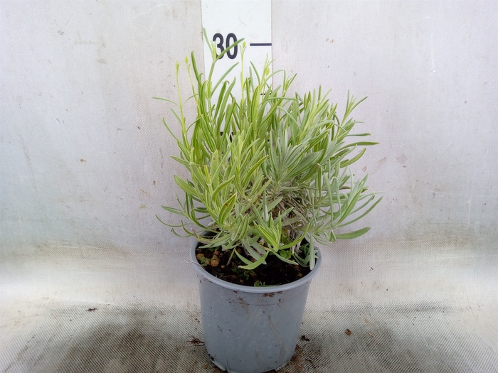 <h4>Lavandula angus.</h4>