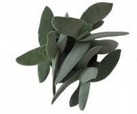 Crassula 12 Cm. P. Swaziensis Variegata