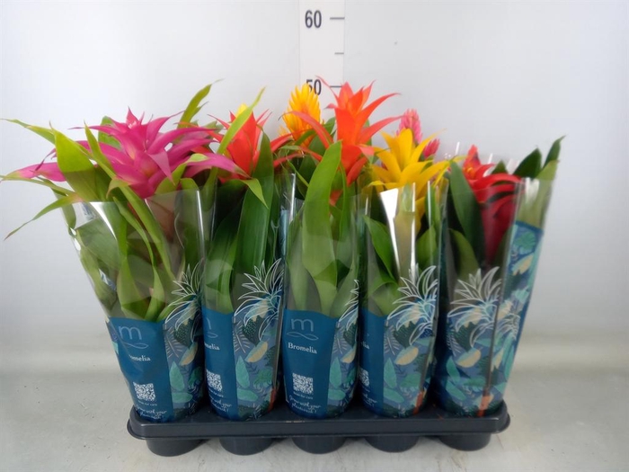 <h4>Bromelia   ...mix</h4>