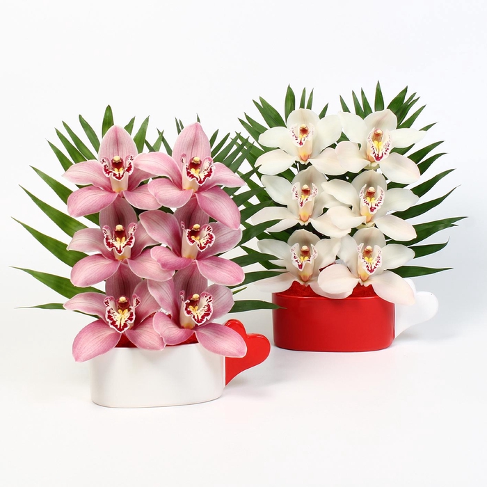 <h4>CYMB VERPAKT P BLOEM 5136</h4>