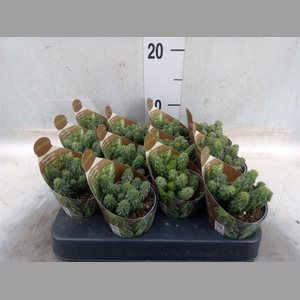 Peperomia