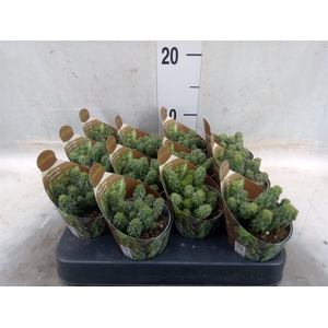 Peperomia