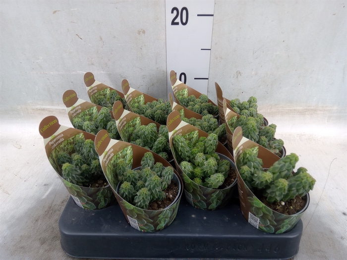 <h4>Peperomia</h4>