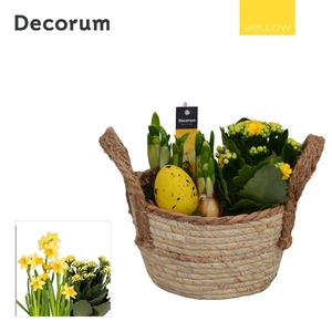 Calandiva & Narcis Mand met Hengsels HL23785 [YELLOW]