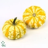 CUCURBITA P-KE MON X12