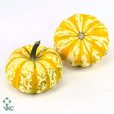 CUCURBITA P-KE MON X12