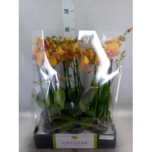 Phalaenopsis   ...orange