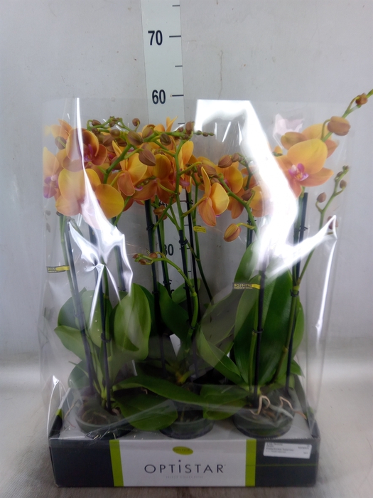 <h4>Phalaenopsis   ...orange</h4>