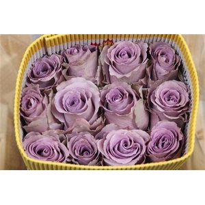 Rosa GR 'Grey Knights'