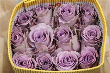 <h4>Rosa GR 'Grey Knights'</h4>