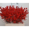 Ilex Rood
