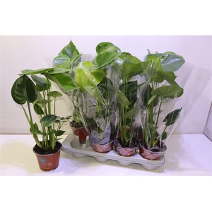 arr8 Monstera Deliciosa