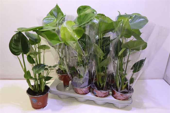 <h4>arr8 Monstera Deliciosa</h4>