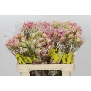 Blushing Bride Pink 10+ Flowers