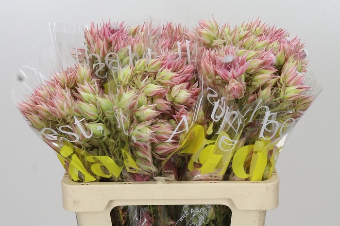 <h4>Blushing Bride Pink 10+ Flowers</h4>