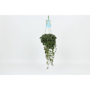 Hoya curtisii