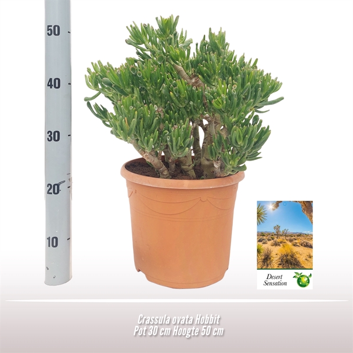 <h4>Crassula ovata Hobbit</h4>