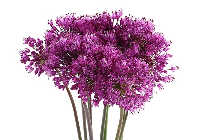 <h4>Allium Purple Sensation Organic</h4>