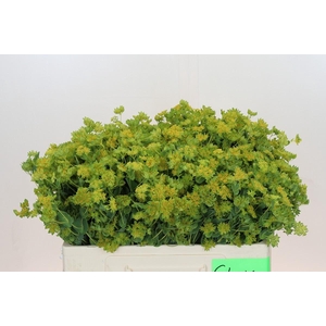 Bupleurum Griffithii