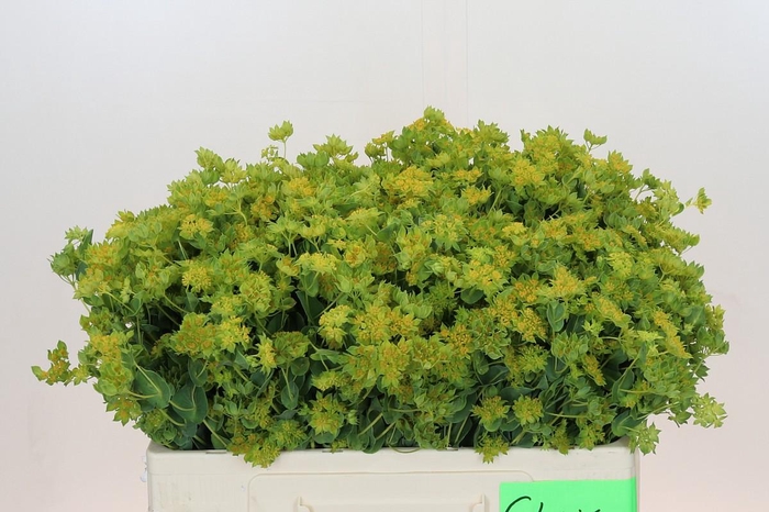 <h4>Bupleurum Griffithii</h4>