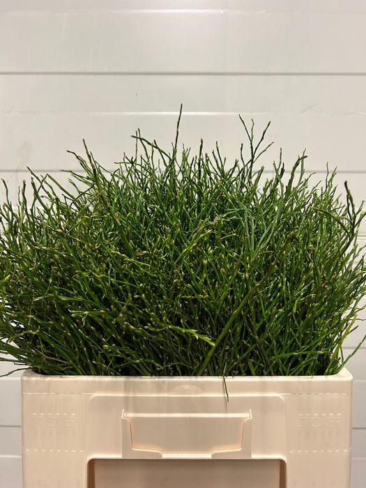 VACC MYRTILLUS