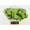 VIBURNUM ROSEUM ST 2-4 BALL