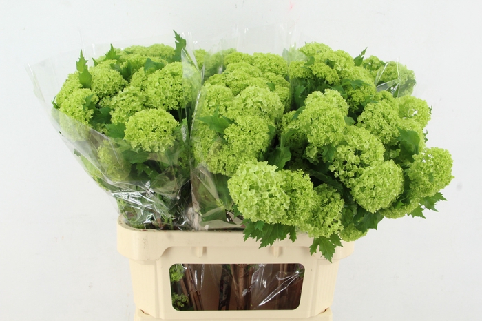 VIBURNUM ROSEUM ST 2-4 BALL