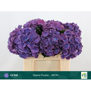 Hydr Opera Purple 40 cm Vicini