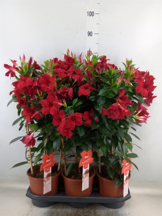 <h4>Mandevilla sand. 'SumStar Red'</h4>
