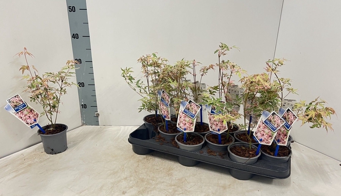 <h4>ACER PALMATUM</h4>