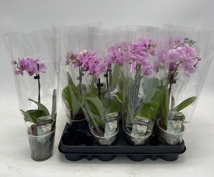 <h4>PHAL OV ROZE</h4>