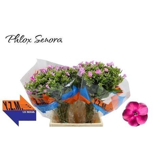Phlox P Senora (IL),(10)