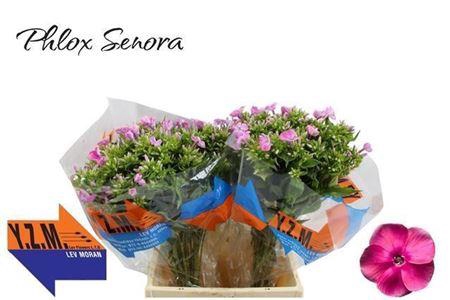 <h4>Phlox P Senora (IL),(10)</h4>