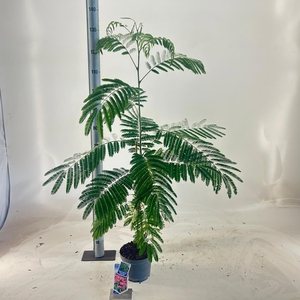 Albizia julibrissin Ombrella® ('Boubri'PBR)