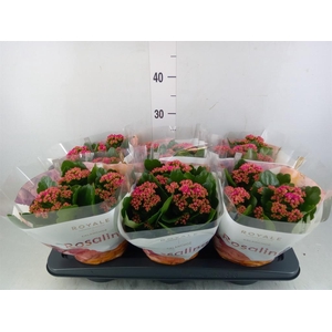 Kalanchoe blos. 'RosDon Victorio'