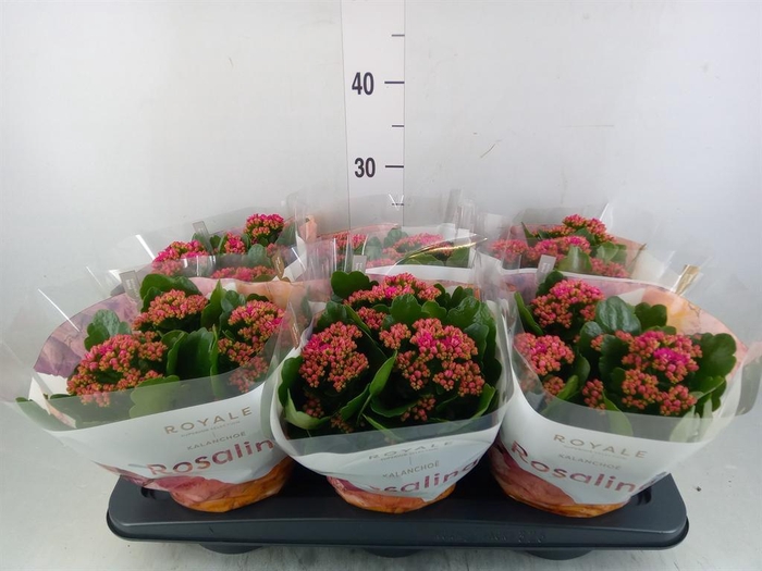 <h4>Kalanchoe blos. 'RosDon Victorio'</h4>