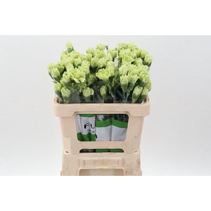 Di St Emerald Green 50cm