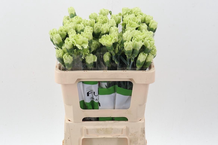 <h4>Di St Emerald Green 50cm</h4>