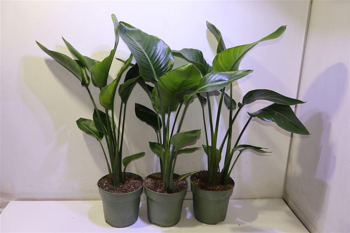 <h4>arr8 Strelitzia Nicolai</h4>