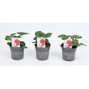 Fragaria 'Red Summer Breeze'