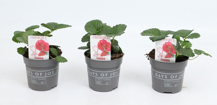 <h4>Fragaria 'Red Summer Breeze'</h4>