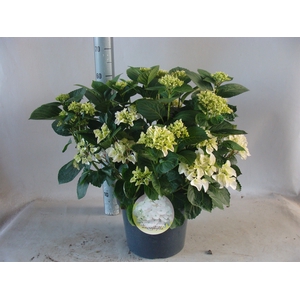 Hydrangea mac. 'Wudu'