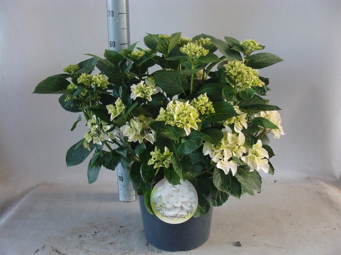 <h4>Hydrangea mac. 'Wudu'</h4>