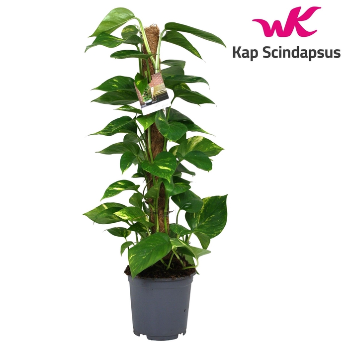 <h4>Epipremnum pinn.   ...moss stick</h4>