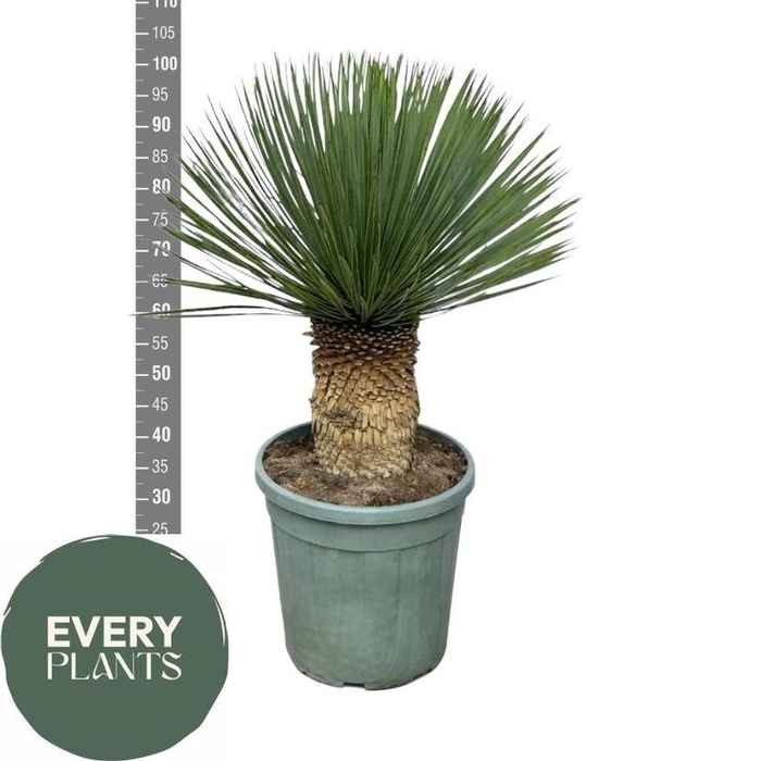 <h4>YUC ROSTRATA</h4>