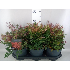 Nandina domestica 'Obsessed'