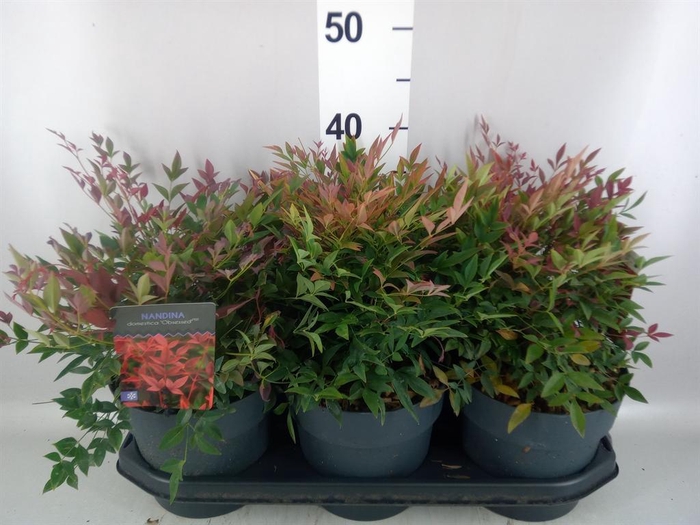<h4>Nandina domestica 'Obsessed'</h4>