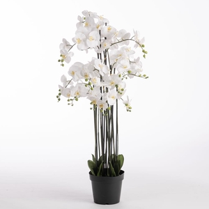 AF Orchid x11 in pot H132cm Wh